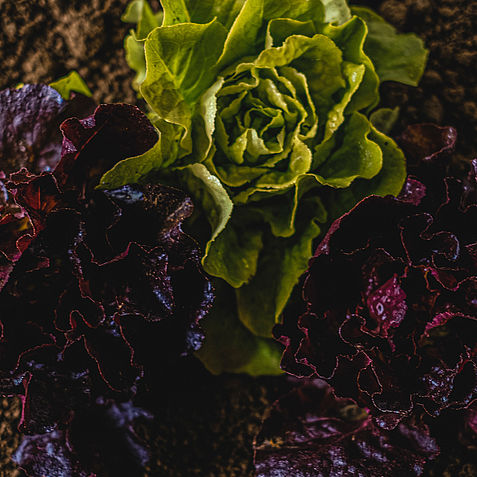 Grüner Stern, Nachhaltigkeit, Demeter Gastronomie, Umweltpreis, Ökologische Küche, Farm to Table
