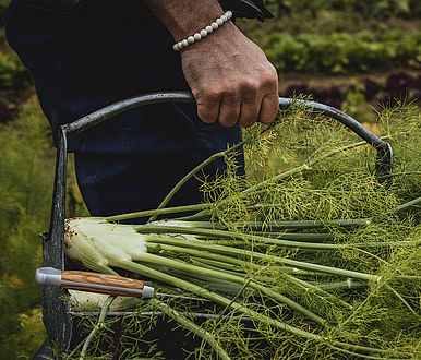 Frische Zutaten, Ackerliebe, Nachhaltige Gastronomie, Ernte frisch, Biologische Landwirtschaft