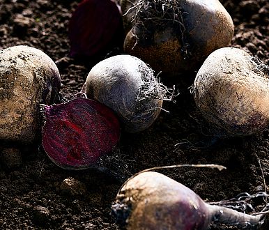 Zurück zum Ursprung, Demeter Landwirtschaft, Nachhaltigkeit, Erden, Handarbeit, Bio-Produkte Oberpfalz, Farm to Table